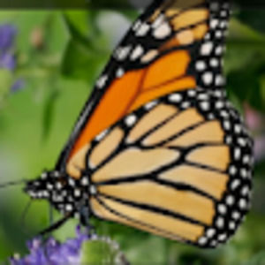 Meet your Posher, Laura